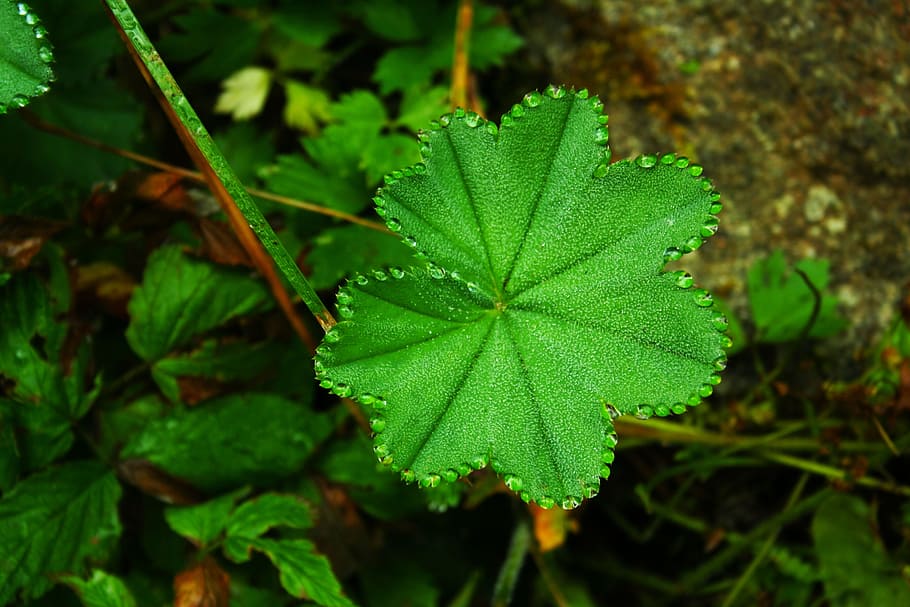Letter, A, Cloverleaf, Background, a cloverleaf, wing, rosa HD wallpaper