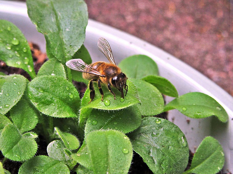 bee, wings, bug, flowers, spring, do not forget about me, nature HD wallpaper