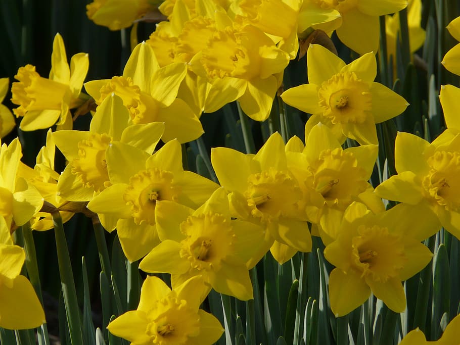 daffodil, spring, yellow, flower, narcissus, garden, floral, HD wallpaper