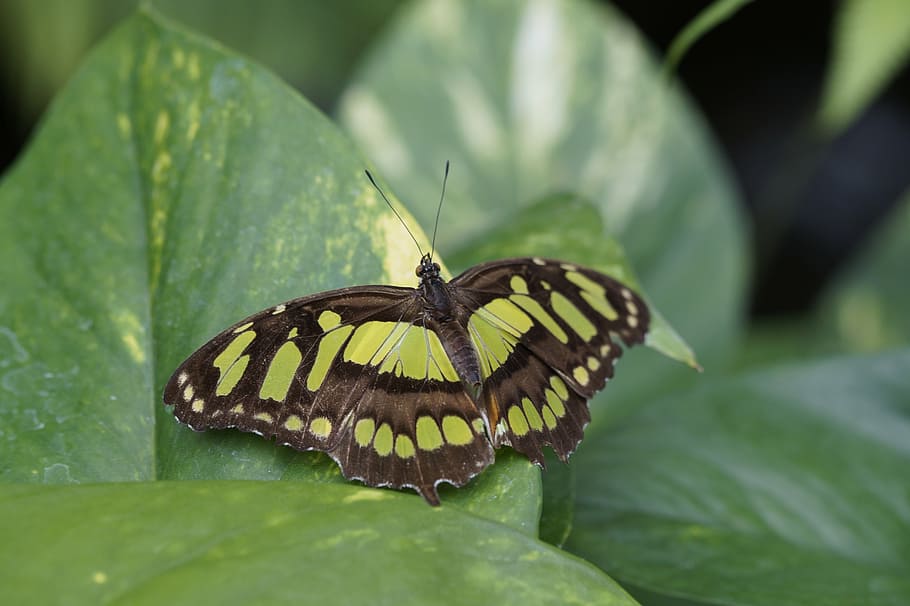 malachite butterfly, wing, spread, leaf, sit, tropical, exotic HD wallpaper
