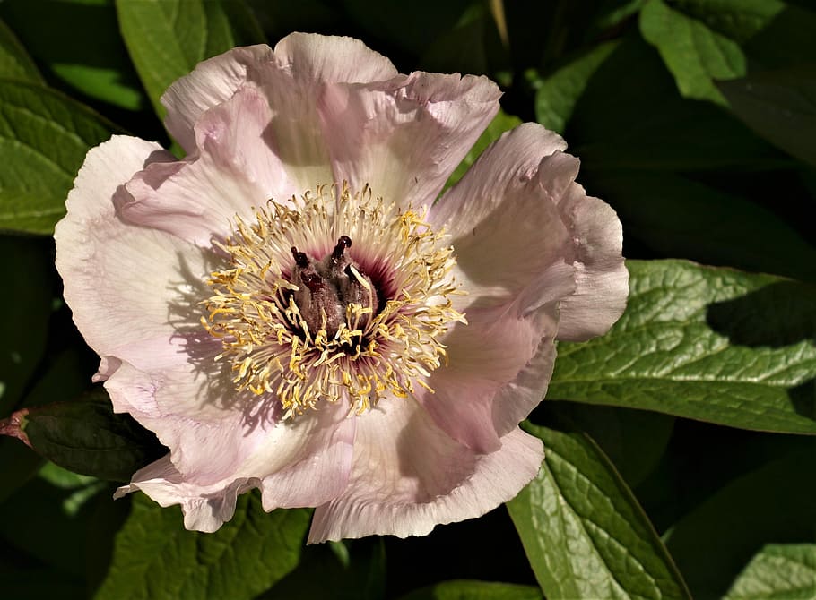 flower, flora, nature, leaf, garden, petal, flowering plant HD wallpaper