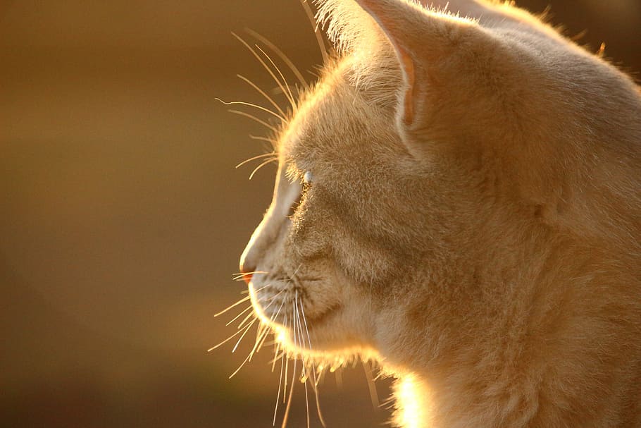 cat, cat face, light, evening light, autumn, mackerel, cat portrait HD wallpaper