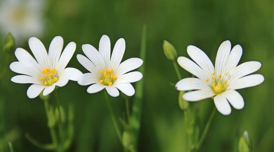 flowers, white, yellow, grass, green, white flower, spring HD wallpaper
