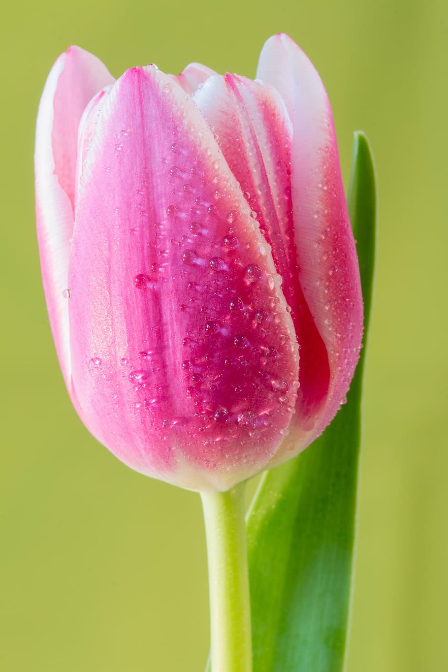 tulip, flower, macro, flora, plant, garden, blossom, bloom HD wallpaper