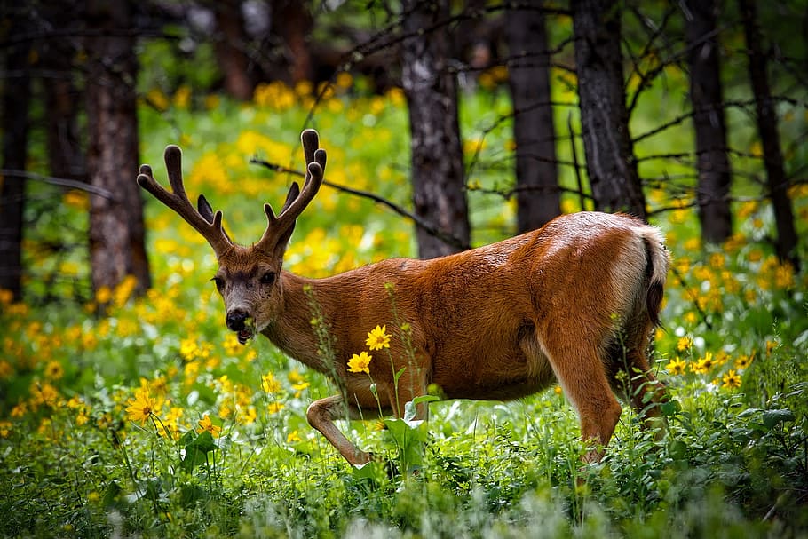 brown deer on woods, yellowstone, national park, wyoming, mule deer, HD wallpaper