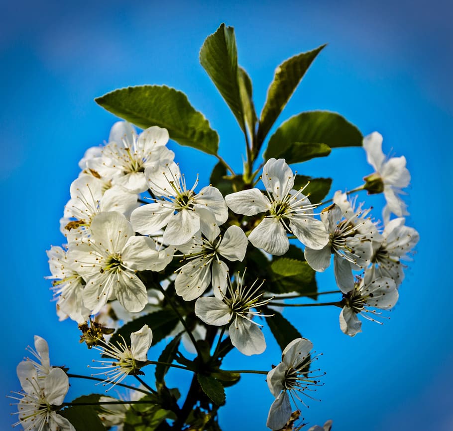 spring, nature, apple, flower, flowering plant, fragility, vulnerability HD wallpaper