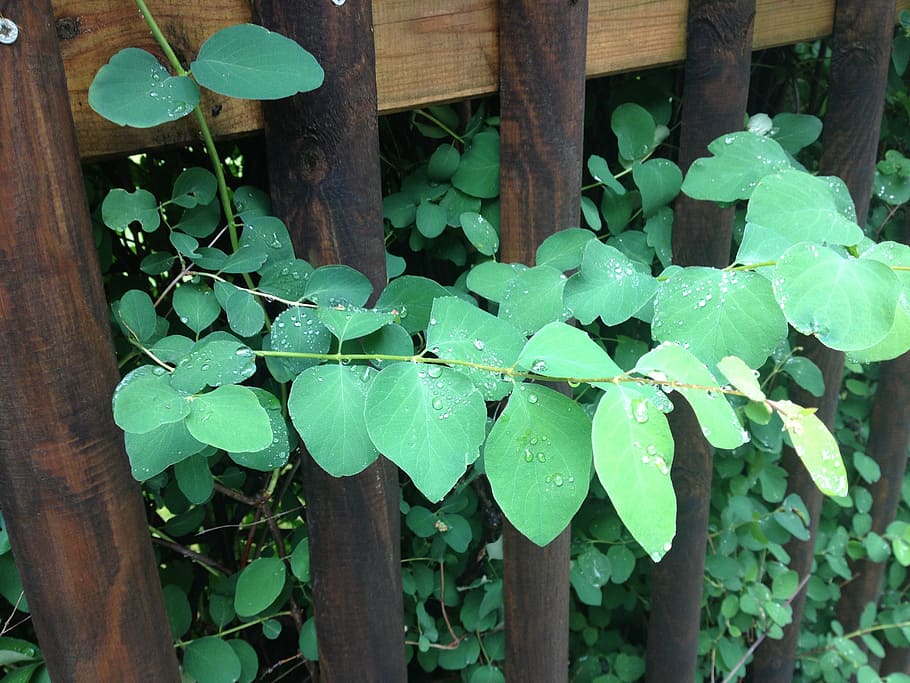 leaf, green, fence, rain, raindrop, drip, green leaf, plant HD wallpaper