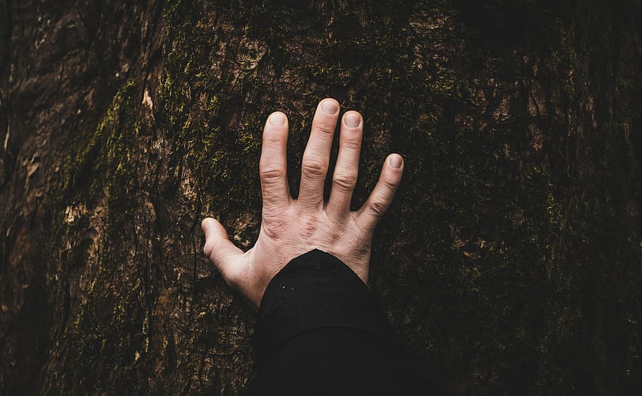 person's left hand, tree, plant, finger, human hand, human body part HD wallpaper