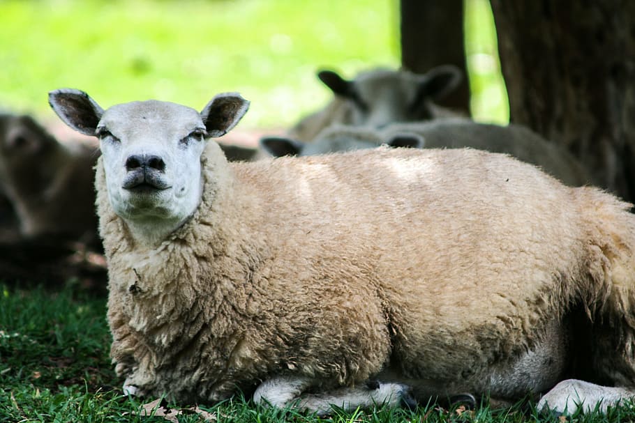 sheep, animal, wool, mammal, animal themes, livestock, domestic animals HD wallpaper