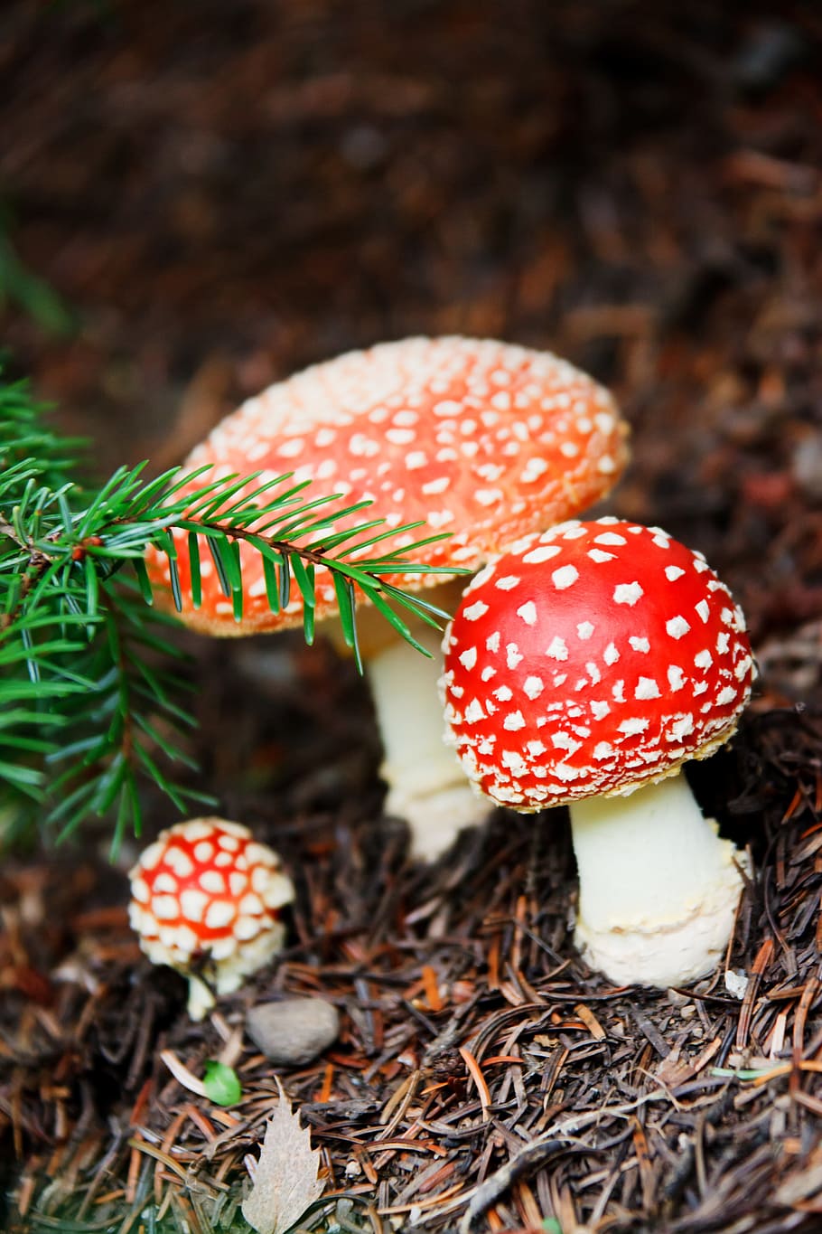 Fly, Cap, Colorful, Danger, Fall, Forest, fungi, fungus, mushroom HD wallpaper