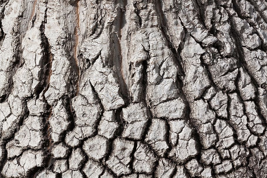 bark, beaucarnea stricta, structure, background, texture, pattern HD wallpaper