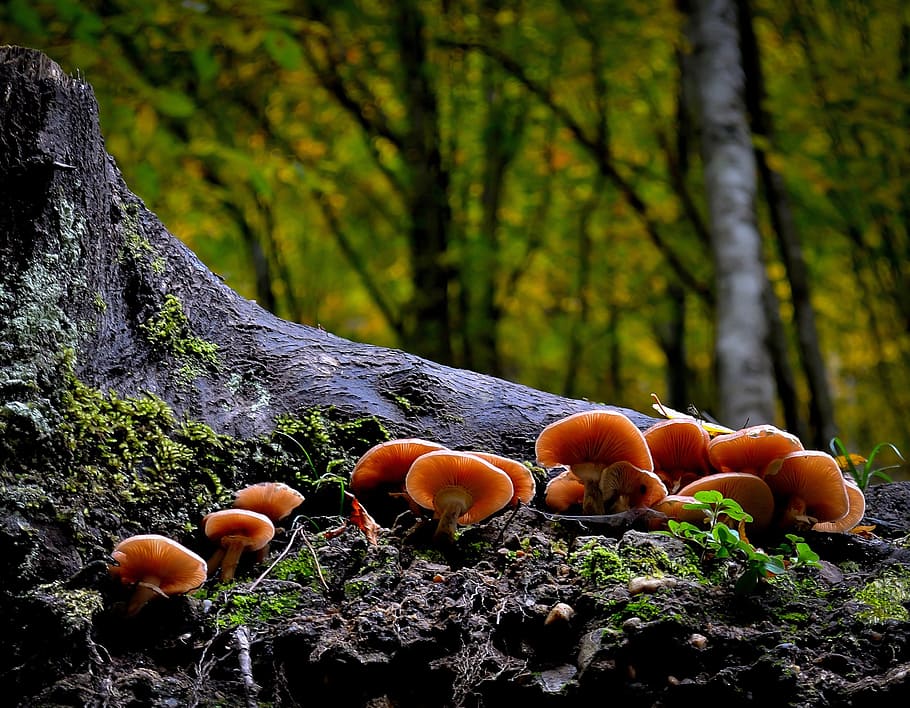 selective focus photography of mushrooms, wild, nature, forest, HD wallpaper