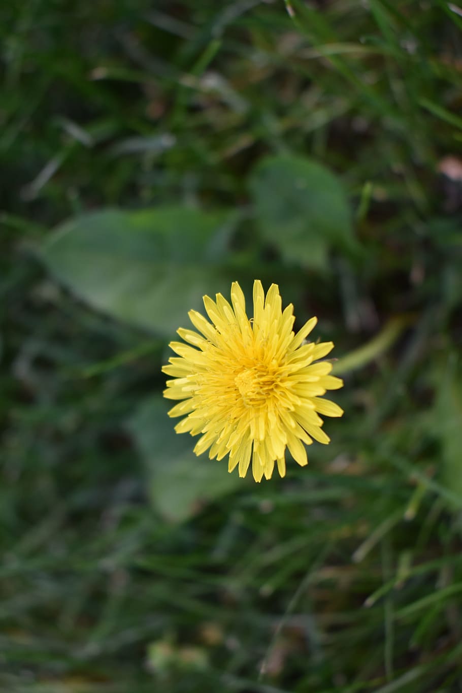 dandelion, flower, weed, grass, flowering plant, fragility HD wallpaper