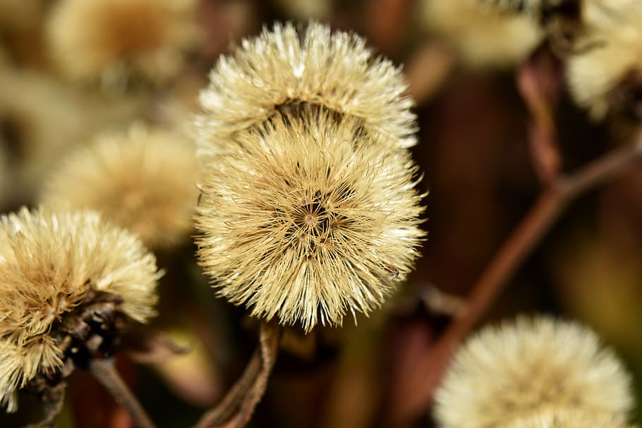 macro, flower, nature, close-up, plant, freshness, focus on foreground HD wallpaper