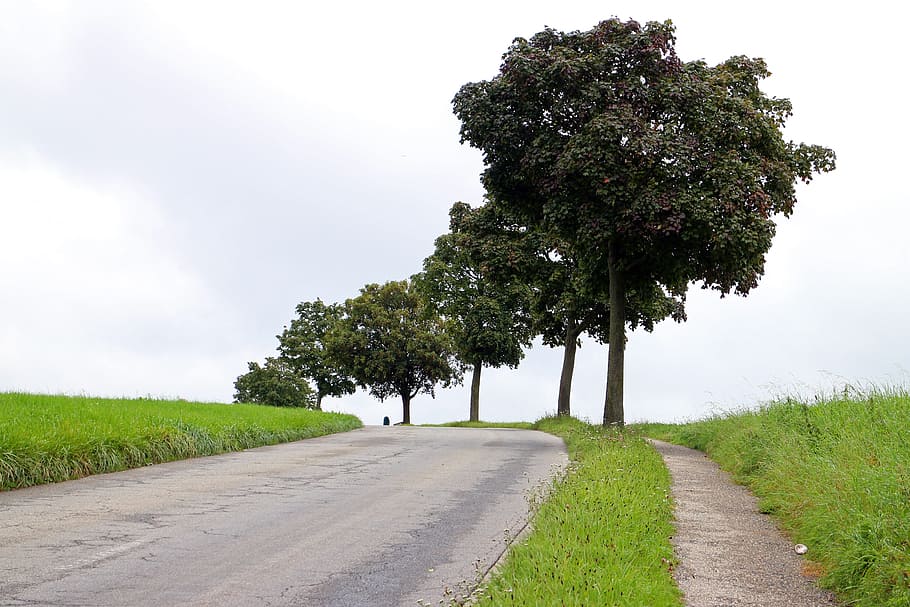 Avenue, Road, Trees, Away, Asphalt, nature, rural Scene, landscape HD wallpaper