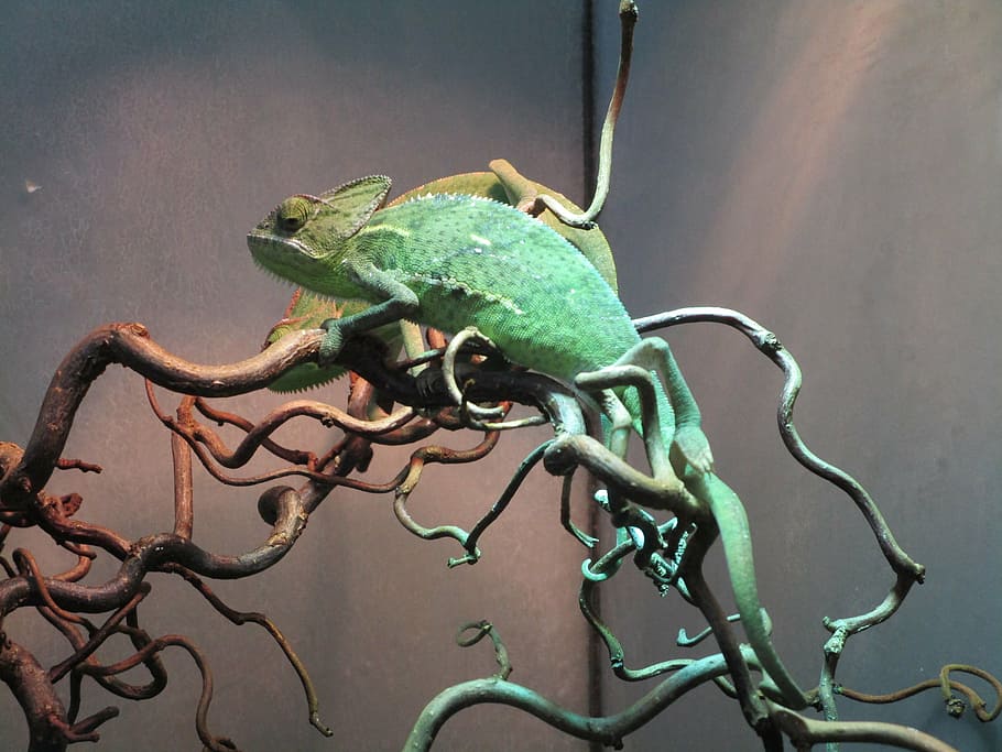 chameleon, terrarium, lizard, terrarium animals, yemen chameleon, HD wallpaper