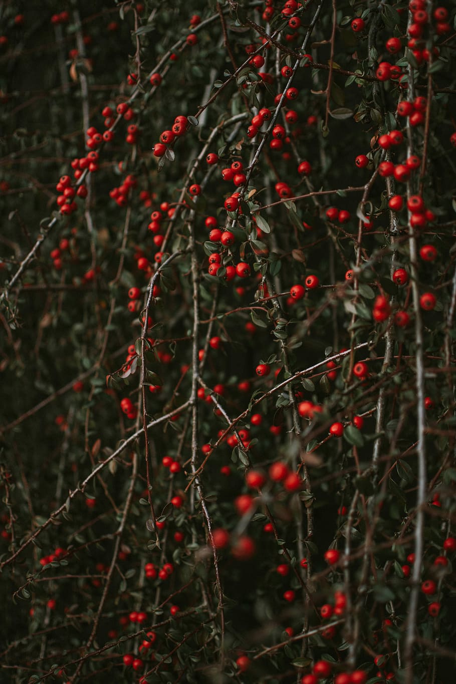 Christmas Mistletoe and Holly by NateKeith on DeviantArt