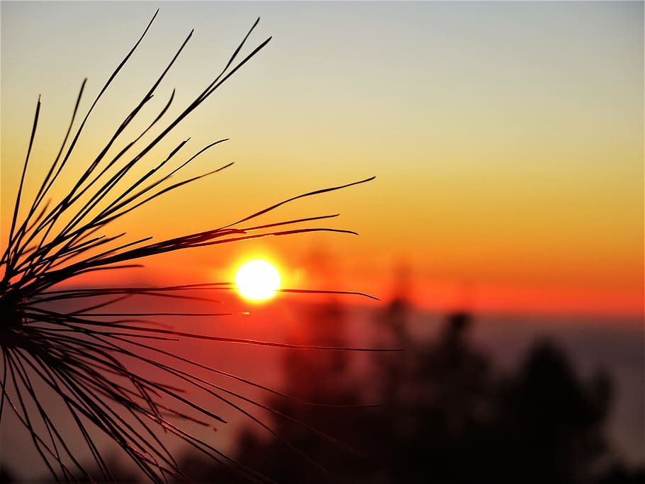 Photo of Sunset View, autumn, backlit, beach, branch, bright HD wallpaper