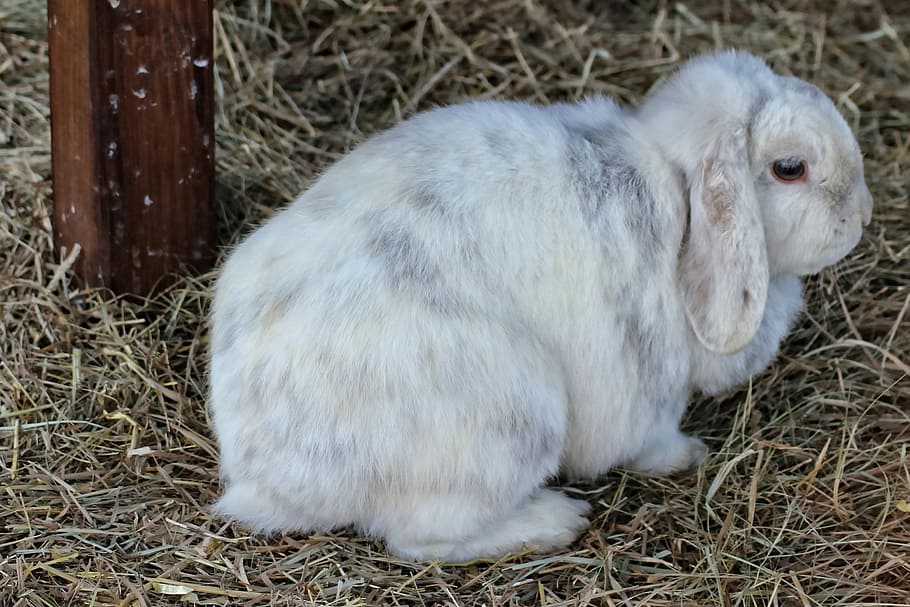 white rabbit on grass, Dwarf Rabbit, Hare, Hay, pet, cute, animal themes HD wallpaper