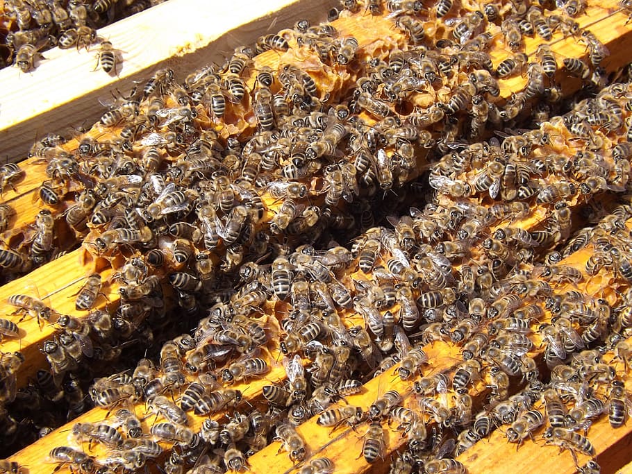bees, beehive, beekeeping, honey, busy, honeybees, colony, animal HD wallpaper