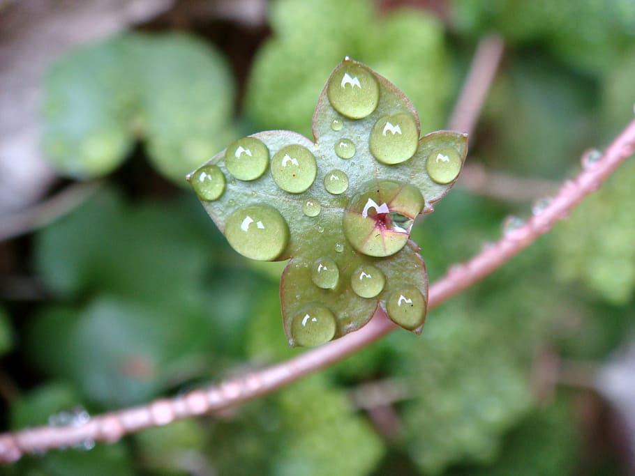 Leaf, Drops, Water, Dew, Nature, green, plant, water drop, botany HD wallpaper