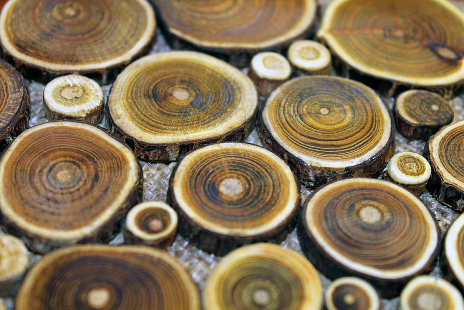 tree, juniper, brown, comfort, house, backgrounds, coin, wood - Material HD wallpaper
