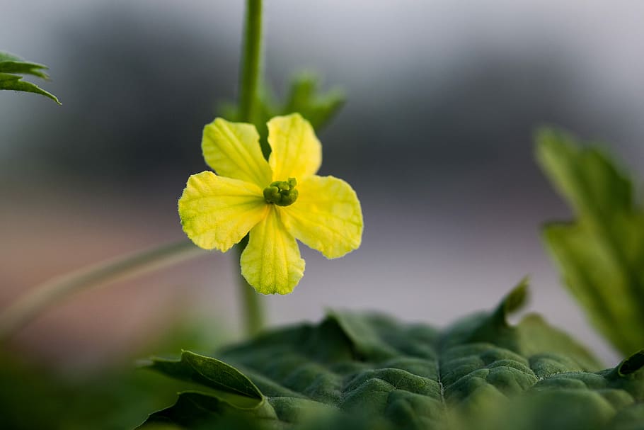 flower, flora, nature, leaf, garden, growth, closeup, summer HD wallpaper