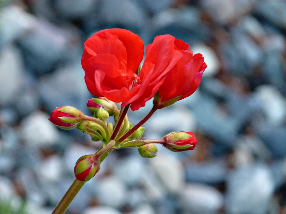geranium, red, flower, garden, floral, gardening, blooming HD wallpaper