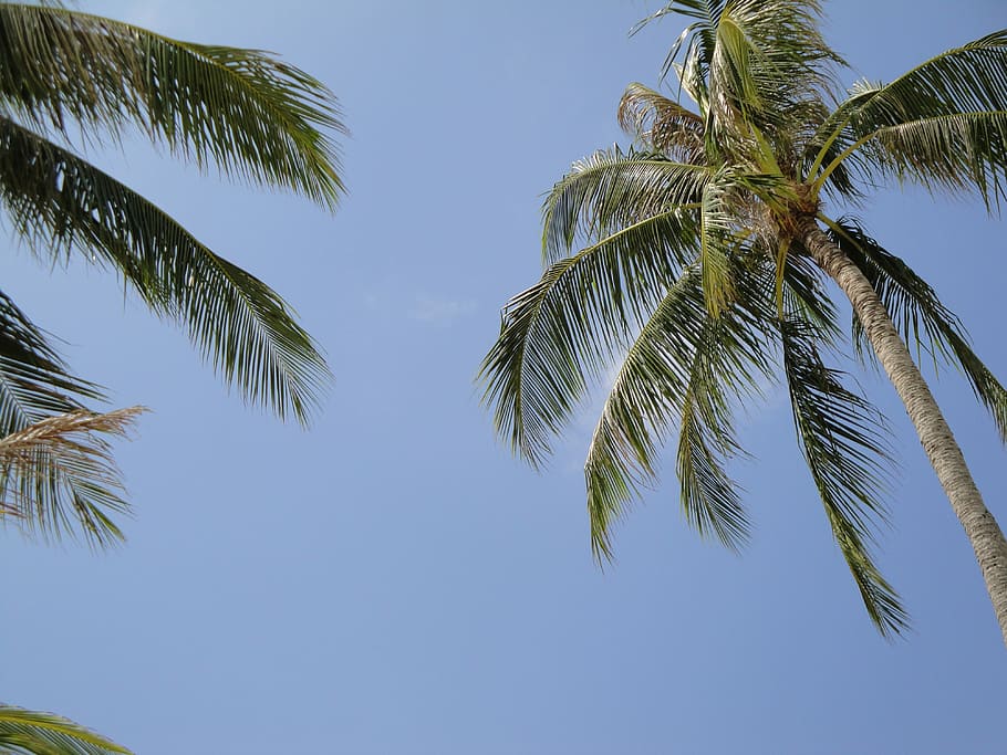 Palm, Beach, Tree, Tropical, Ocean, Sand, paradise, water, island HD wallpaper