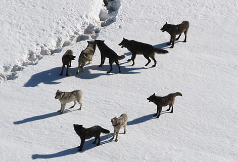 nine wolves on snow, wolf pack, canis lupus, predator, carnivora HD wallpaper