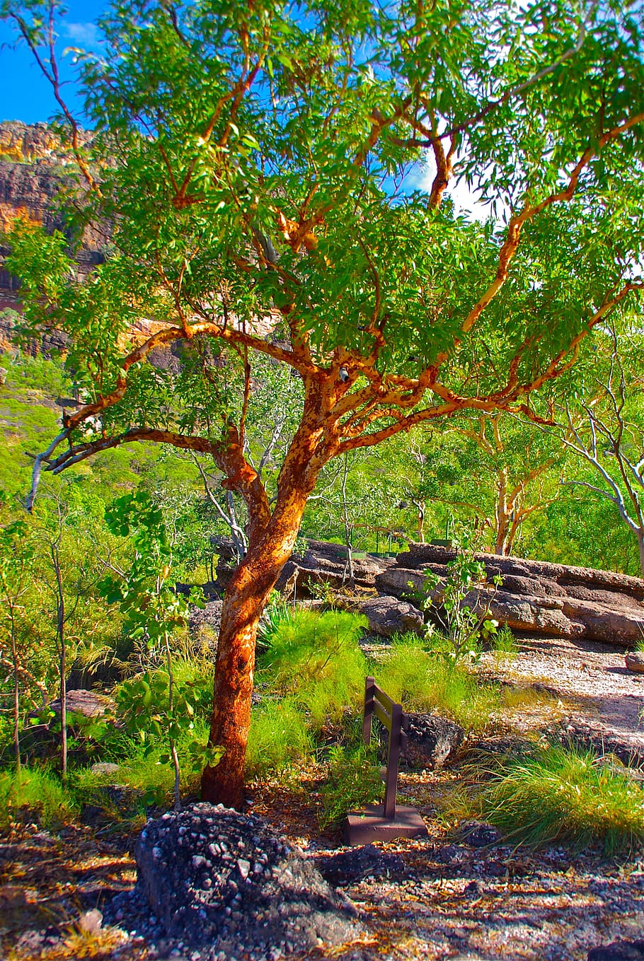 tree, australia, red, plant, color, natural, bright, branch HD wallpaper