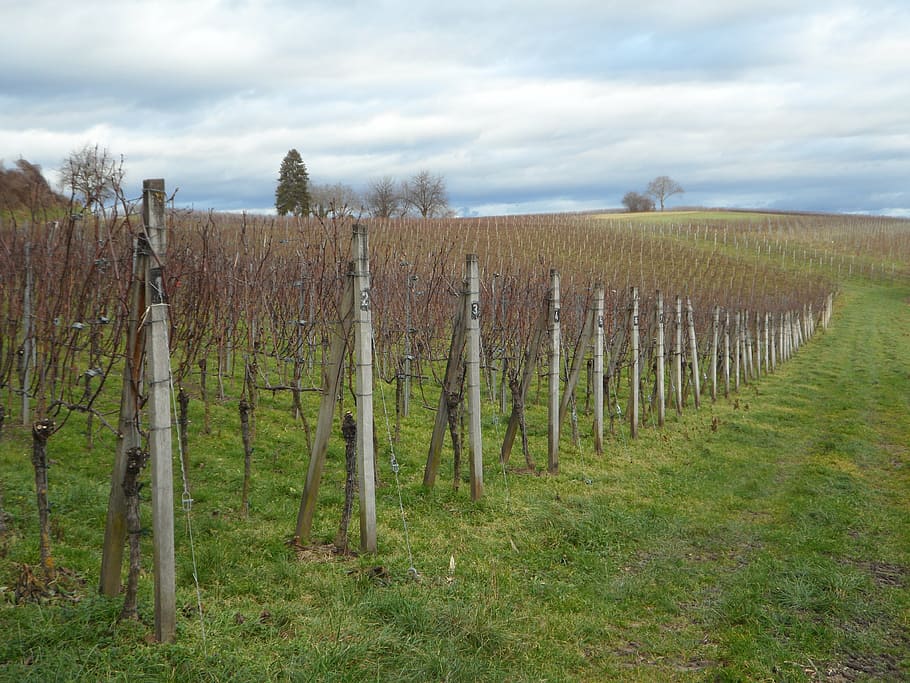landscape, vines, winegrowing, wine region, vineyard, vines stock, HD wallpaper