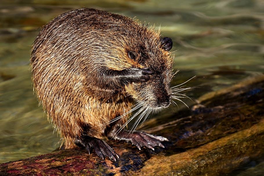 brown rodent on brown wooden log, nutria, water rat, splashing HD wallpaper