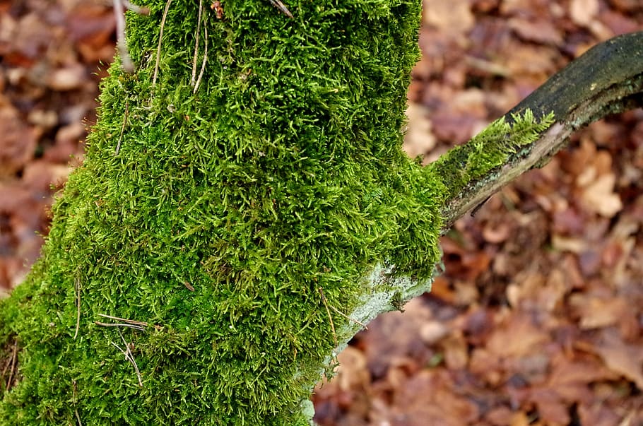mossy trunk, tree, forest, growth, plant, green color, day HD wallpaper