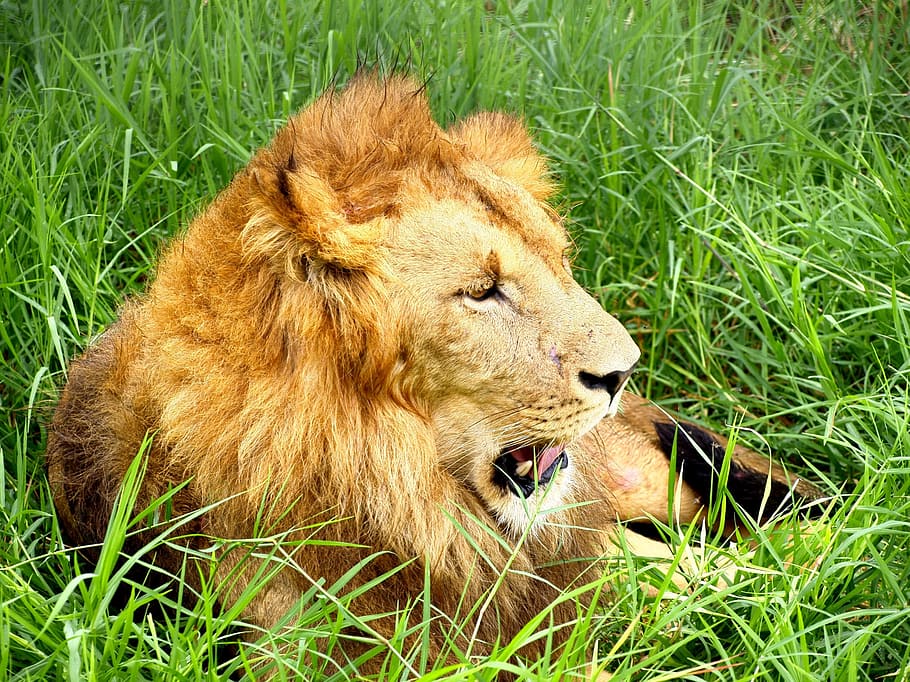 lion, green, grass, predator, mammal, wildlife, leo, safari HD wallpaper