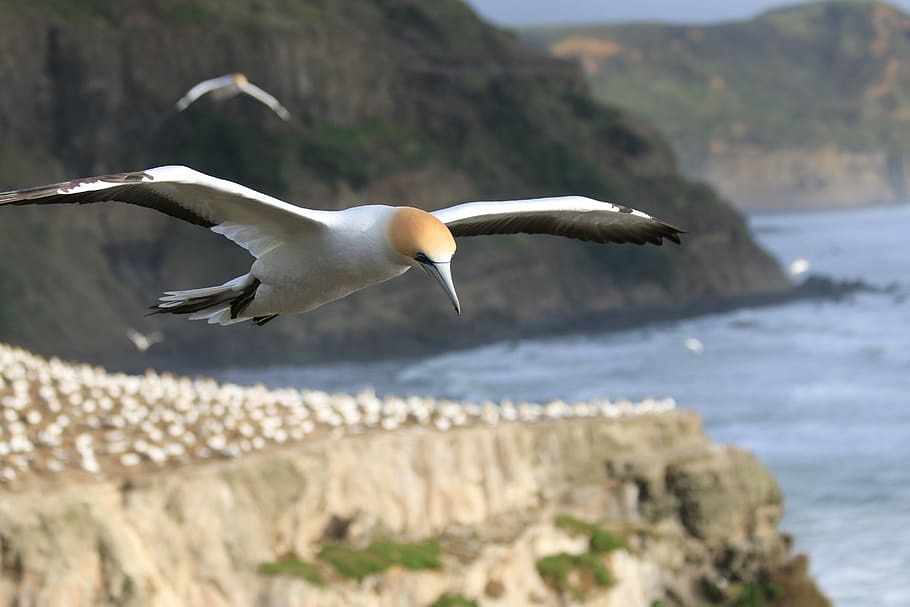 selective focus photography of seagull, white and gray bird flying above body of water during daytime, HD wallpaper