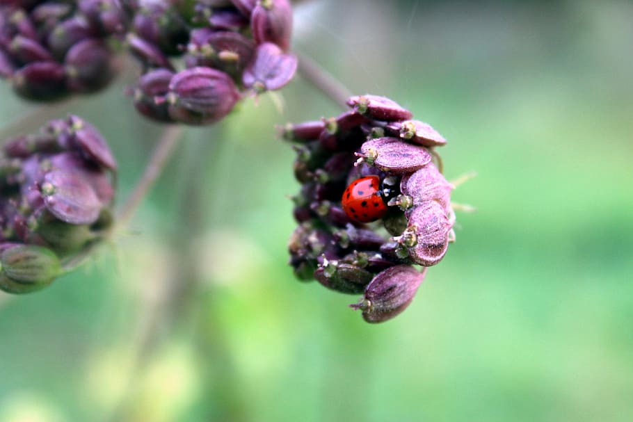 ladybug, blossom, bloom, nature, close, close-up, plant, focus on foreground HD wallpaper