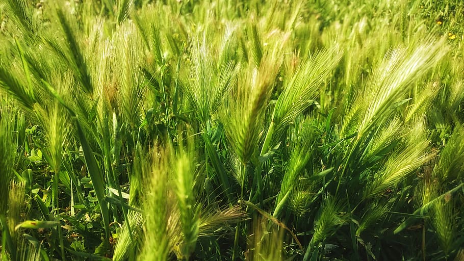 growth, cereal, field, agro-industry, plant, green color, agriculture, HD wallpaper