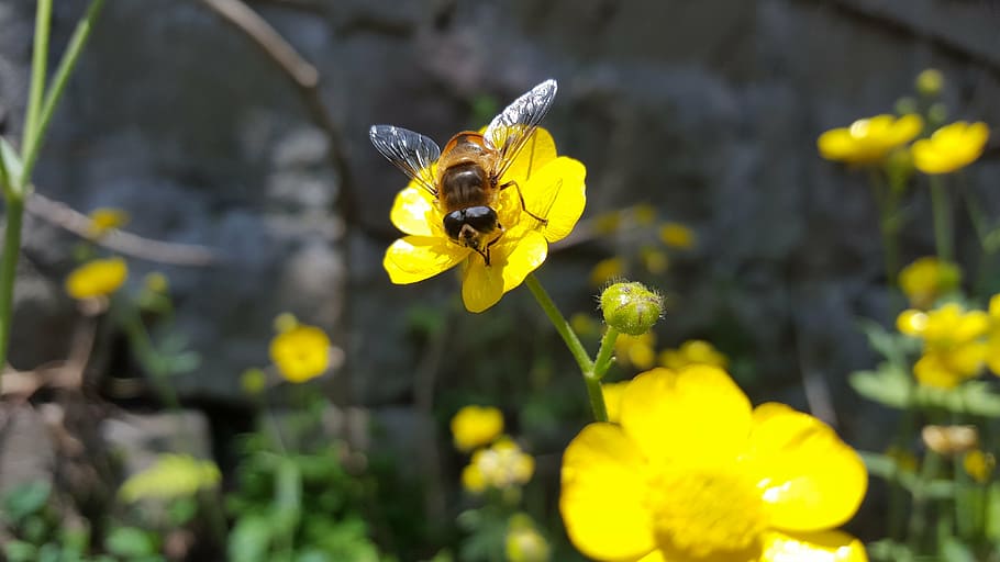 flowers, bee, garden, spring, pollen, insect, flowering plant HD wallpaper