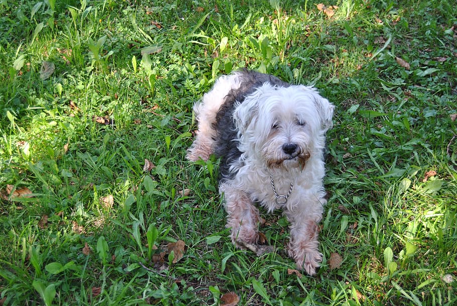 dog, lawn, summer, one animal, canine, domestic, pets, animal themes HD wallpaper