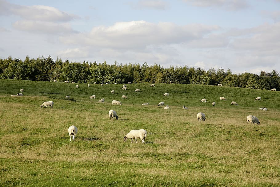 sheep, grazing, field, grass, pasture, wool, fleecy, meadow HD wallpaper