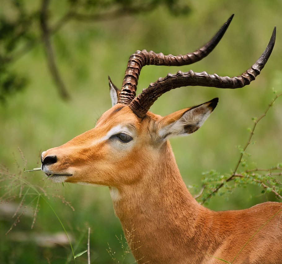 brown antelope under sunny sky, impala, horns, eye, close up