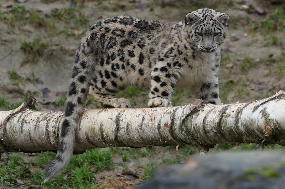 black and beige leopard standing on tree trunk, snow leopard HD wallpaper
