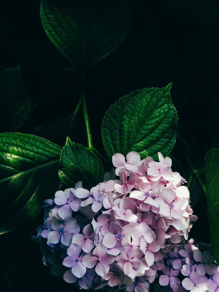 pink flowers on green leaves, purple petal flowers, leaf, garden HD wallpaper