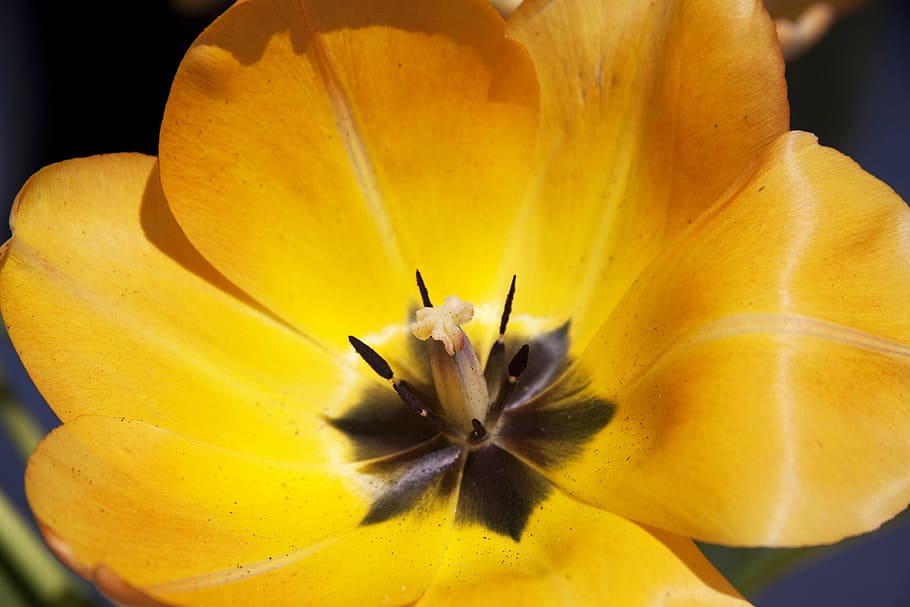 tulip, lily, spring, nature, flowers, tulips, schnittblume HD wallpaper