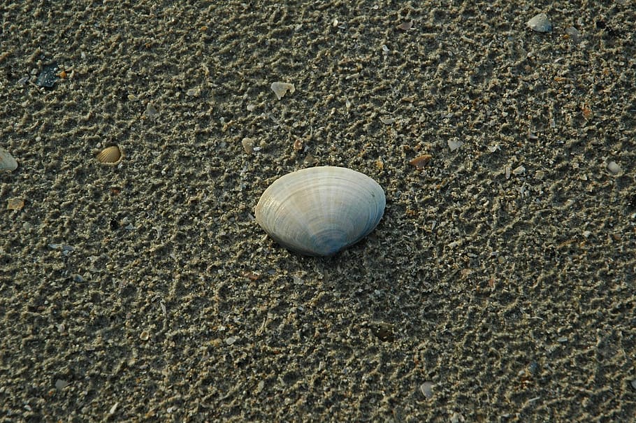 Shell, North Sea, Sand, Sea, Sea, Beach, holiday, holidays HD wallpaper