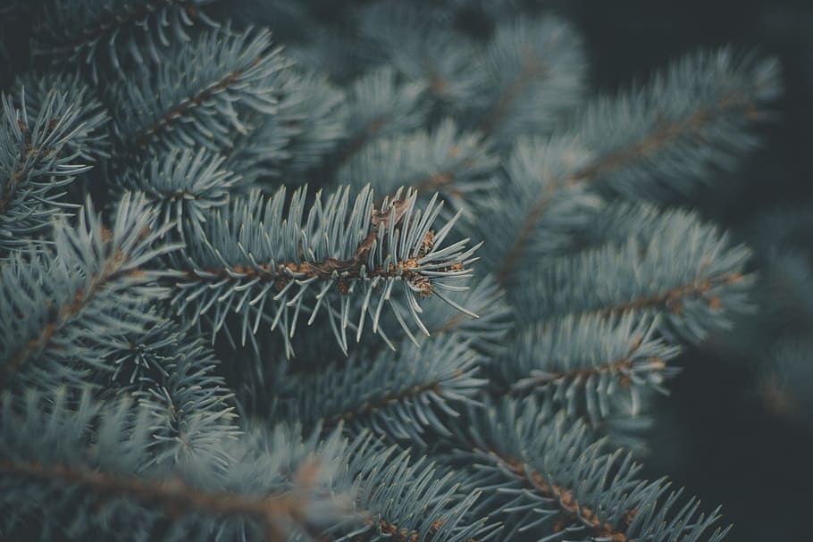 green tree leaves, pine, needles, macro, detail, branch, nature HD wallpaper
