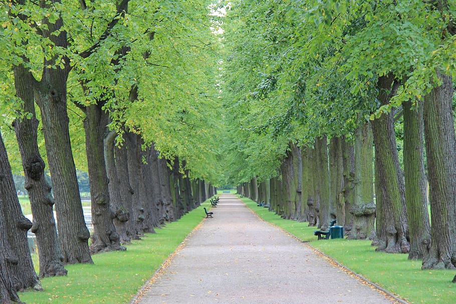 tree, nature, leaf, park, plant, summer, avenue, green color HD wallpaper
