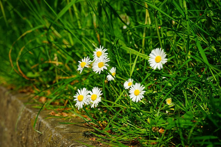 daisy, flowers, white, spring, wild plant, nature, meadow, grass, HD wallpaper