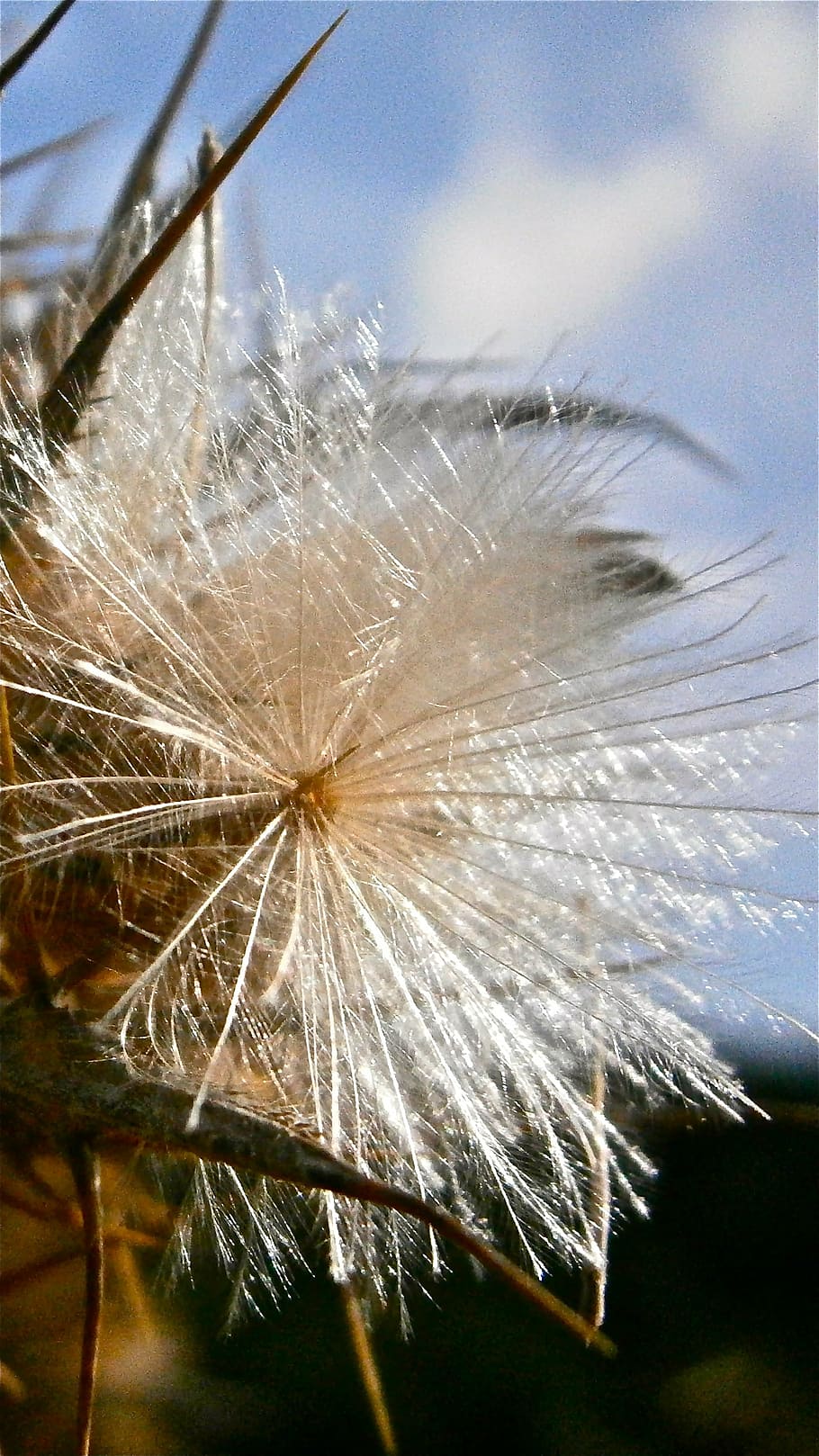 fruit, seed, thistle, nature, vegetable, fragility, plant, dandelion HD wallpaper